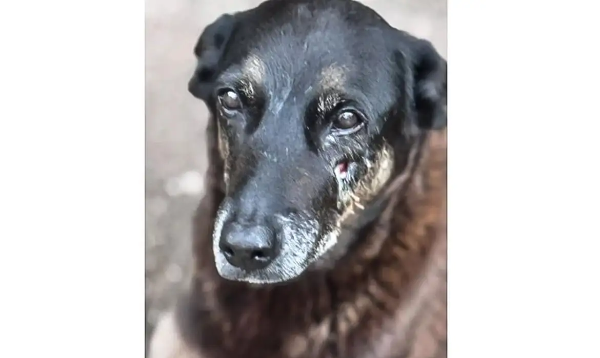 Caso Orelha: polícia pede internação de adolescente envolvido no crime